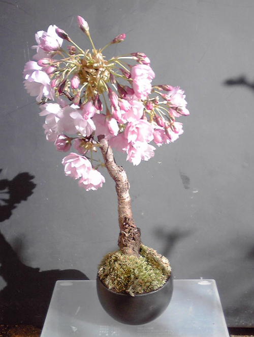 先日、父の誕生日プレゼントに贈った桜盆栽が、きれいに咲いたそうです♪<br />
母に画像を送ってもらったので、こちらに投稿させていただきます！