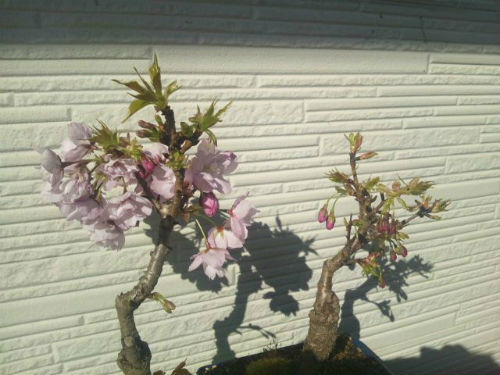 残念ながら今はほぼ散ってしまい、かわりに柔らかな葉が伸びてきております。<br />
お水は4月に入ってから暑い日もありましたので、鉢を持って「軽いな」と思ったら上げるようにしております。<br />
（だいたい毎日）<br />
桜以外（五葉松・イロハモミジ）も元気です。<br />
五葉松は、そろそろ新芽を剪定しようと思っております☆<br />
モミジの方は、初夏になったら葉を摘もうかと思います。<br />
<br />
4月に入ってから初めて盆栽に肥料をあげました。<br />
置き場所は、真冬だけは鉢が凍らないように夜玄関に取り込んでおりましたが<br />
最近は屋外の写真とは違う場所（半日は日差しがある玄関前）です。<br />
