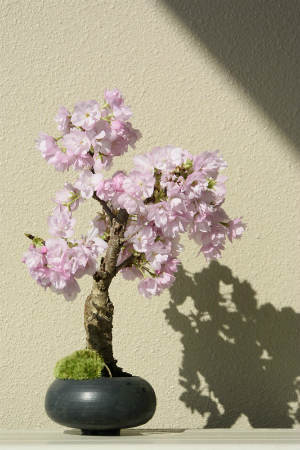 昨年3月、娘の生後1000日を記念して<br />
御社にて桜の盆栽を購入させて頂いたものです。<br />
<br />
おかげさまで、娘も桜も元気です。<br />
<br />
桜は今年も、見事に咲いてくれました。<br />
写真は、今年の4月21日現在のもの。<br />
今年の春は荒天続きで心配でしたが、<br />
ほぼ満開に咲きそろいました。<br />
<br />
来年も綺麗に咲いてくれるよう、<br />
来年の準備も今からやろうと思っています。