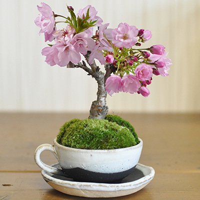 桜の花が咲きました。美しいです。