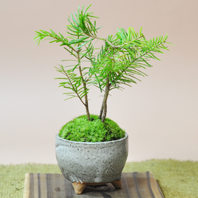 こちらの植木鉢、ほっこりした風合いの落ち着いたピンク色が、丁度良い具合に和風で可愛らしくて、とても良い感じです。「ω」みたいな形もキュートで、植替えたトド松によく似合っていて嬉しくなってしまいます。<br />
<br />
松柏類を育てるのは初めてなので何が正解か分からないことだらけですが、拙い世話でも涼しい顔してマイペースで伸びていってくれるので助かります。どうかいつまでも、うちのベランダを気に入って機嫌よく過ごしてくれますように。