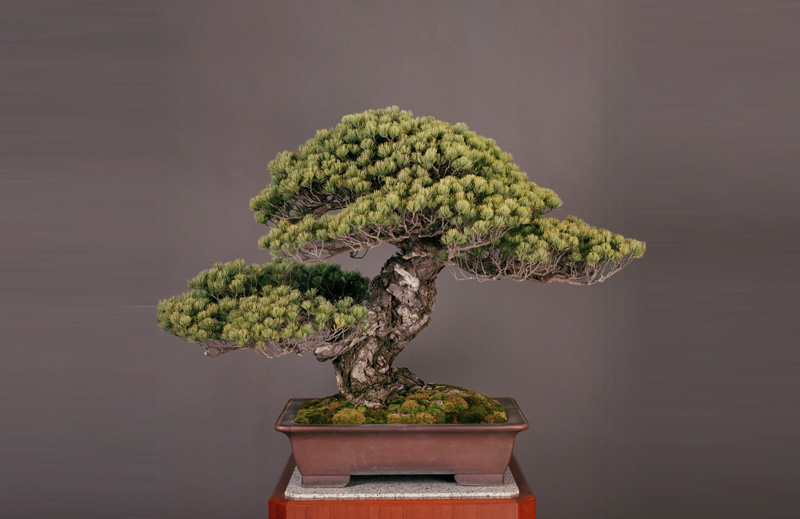 akaishi pine bonsai