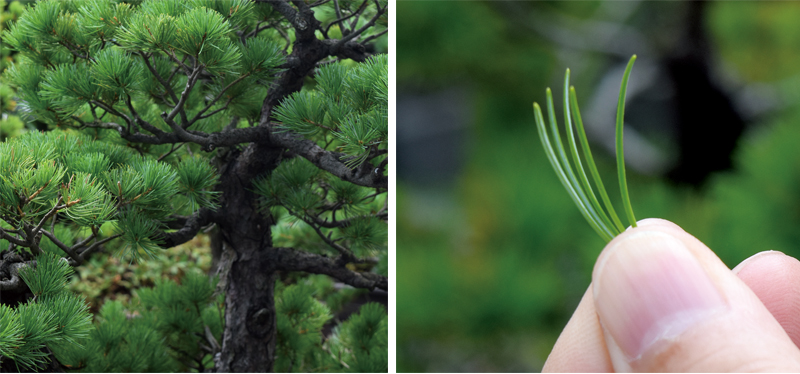 akaishi pine bonsai
