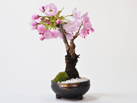 bonsai