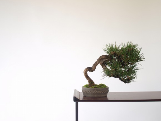 bonsai