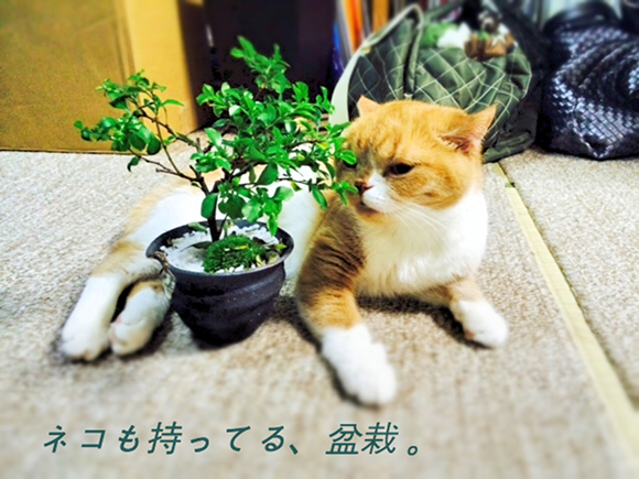 bonsai