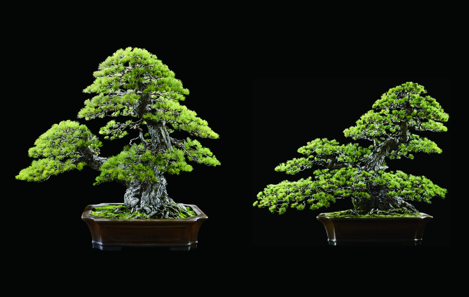 bonsai