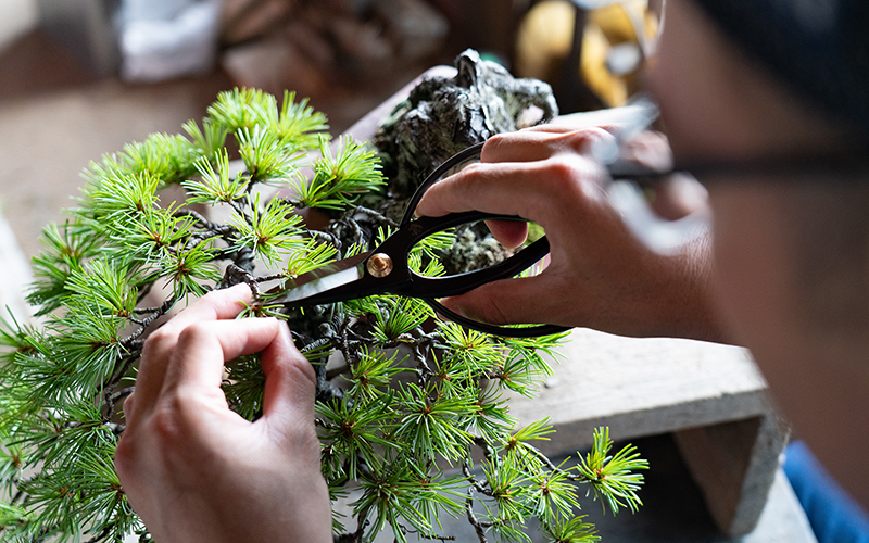 akaishi pine bonsai