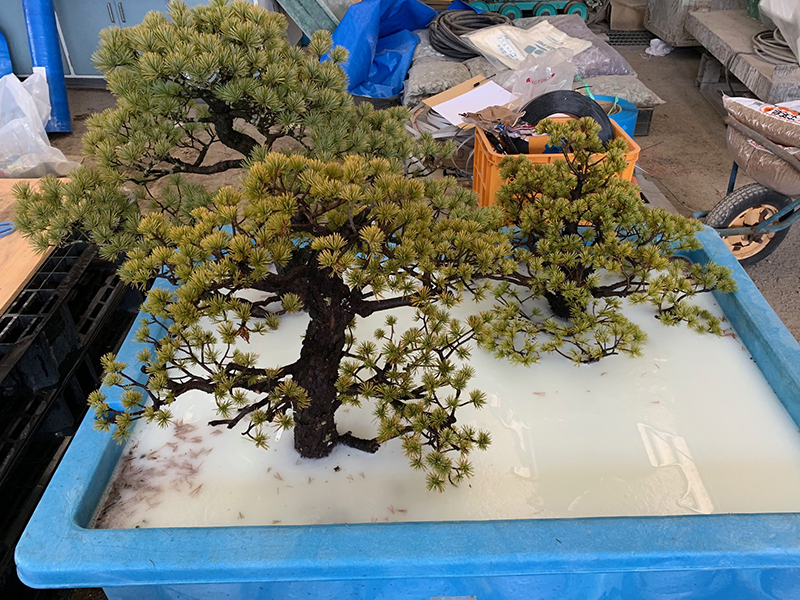 akaishi pine bonsai