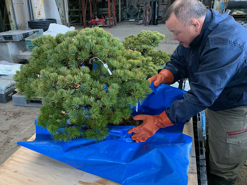 akaishi pine bonsai