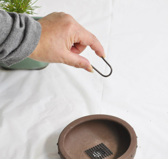 repotting of bonsai