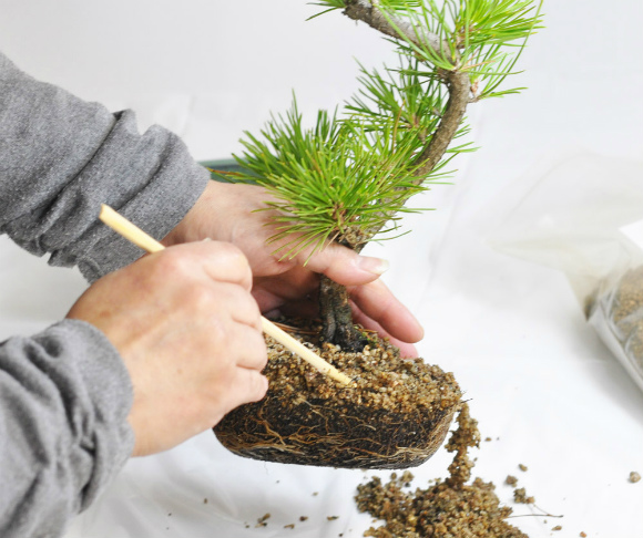 repotting of bonsai