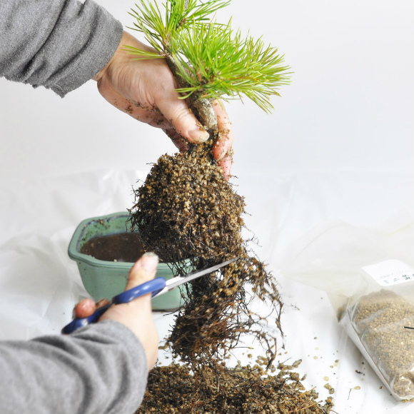 repotting of bonsai