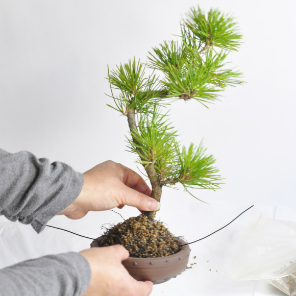 repotting of bonsai