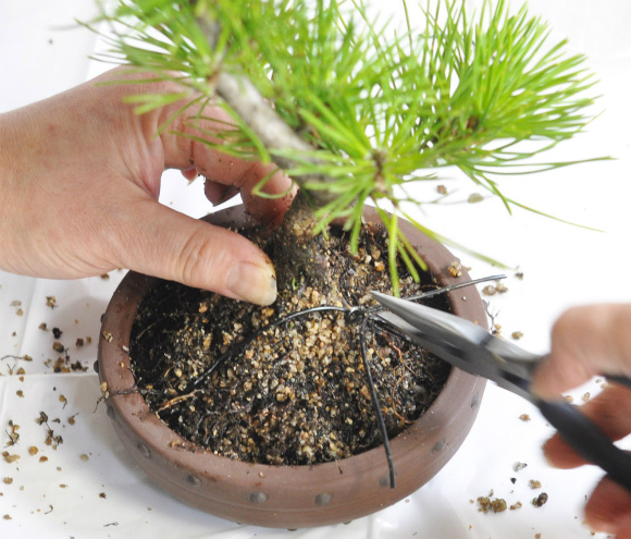 repotting of bonsai