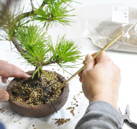 repotting of bonsai