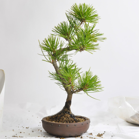 repotting of bonsai