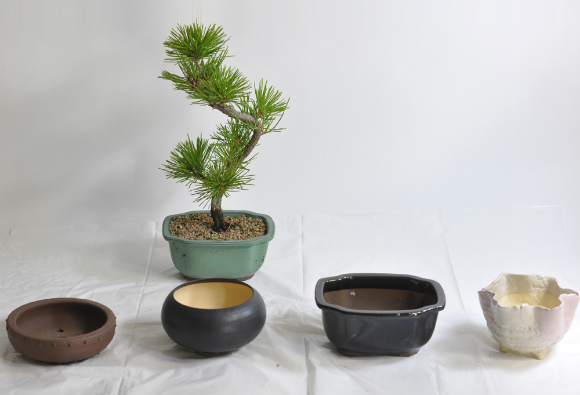 repotting of bonsai