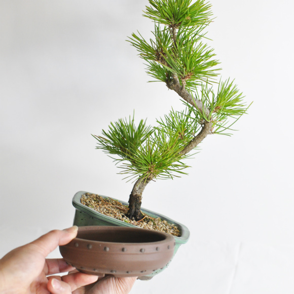 repotting of bonsai