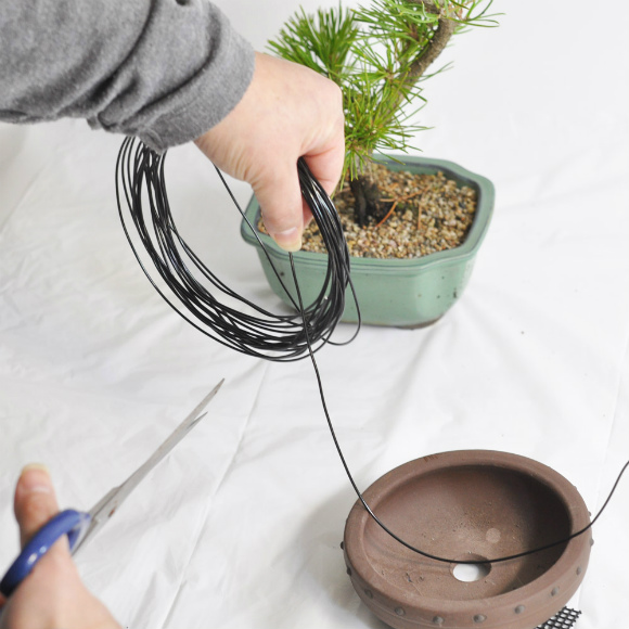 repotting of bonsai