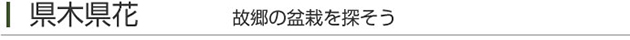 盆栽の育て方