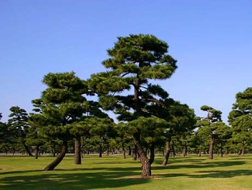 自然のクロマツ