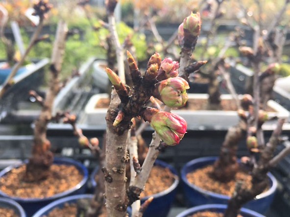 旭山桜の開花情報