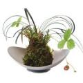 苔玉　受け皿付き