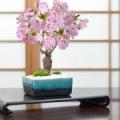 桜 モダン盆栽　水色 4号 信楽焼作家鉢