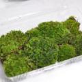 盆栽用苔(ヤマゴケ) 乾燥タイプ パック入り　