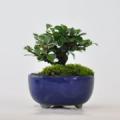 白花長寿梅