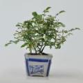 斑入り　屋久島バラ