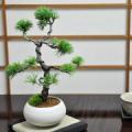 三河の五葉松