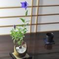 桔梗(ききょう)の盆栽　三日月鉢