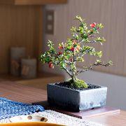 長寿梅 洗練された和モダン 雅シリーズ