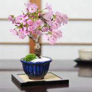 ミニ桜 旭山 万古焼 なまこ花型