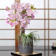旭山桜と白竜の寄植え 信楽焼 茶窯変切立 4号