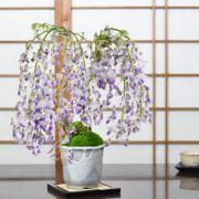 藤のモダン盆栽 白玉鉢