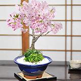 旭山桜 大　玉竜の寄植え