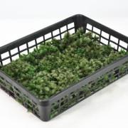 白髪苔(シラガゴケ)小トレー