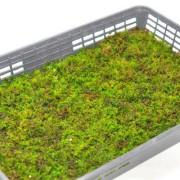 忍苔(シノブゴケ)大トレー(5枚セット)