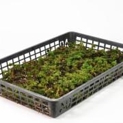 傘苔(カサゴケ)大トレー