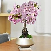 5月開花 旭山桜 中サイズ 銀彩浅丸 受け皿付き