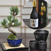 ミニ五葉松と地酒、酒器のセット 育て方冊子&肥料付き