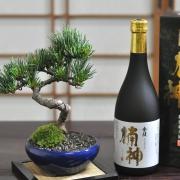 五葉松と地酒のセット 育て方冊子&肥料付き