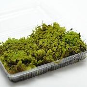 砂苔(すなごけ)パック