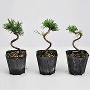 黒松小　素材　10本セット