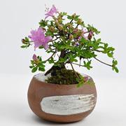 サツキ 深山霧島