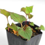 ドクダミ　八重咲き