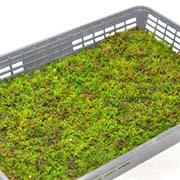 忍苔(シノブゴケ)大トレー